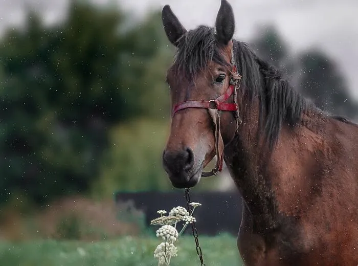 Horse with a red bridle standing outdoors with raindrops falling, capturing a pause in a natural setting.