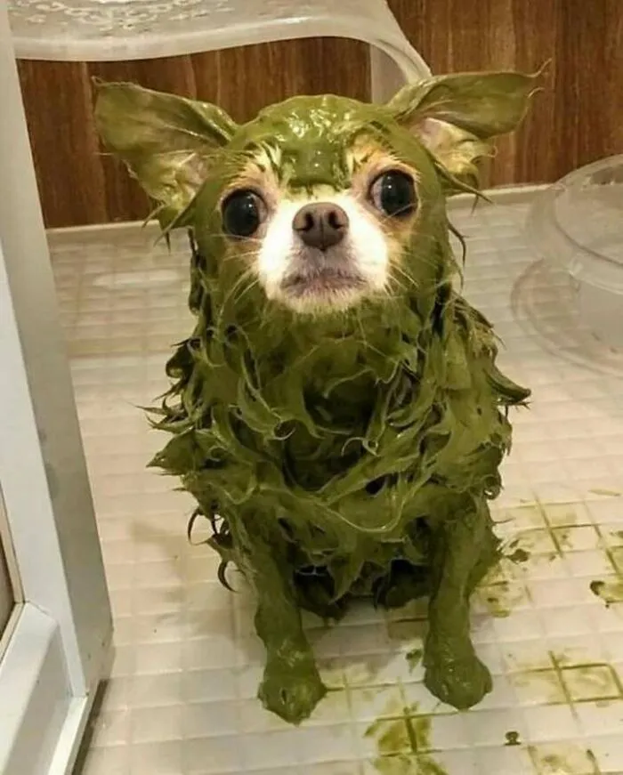 This Page Posts Pics Of Animals With Powerful Auras, And These 63 Are Hilarious (New Pics)