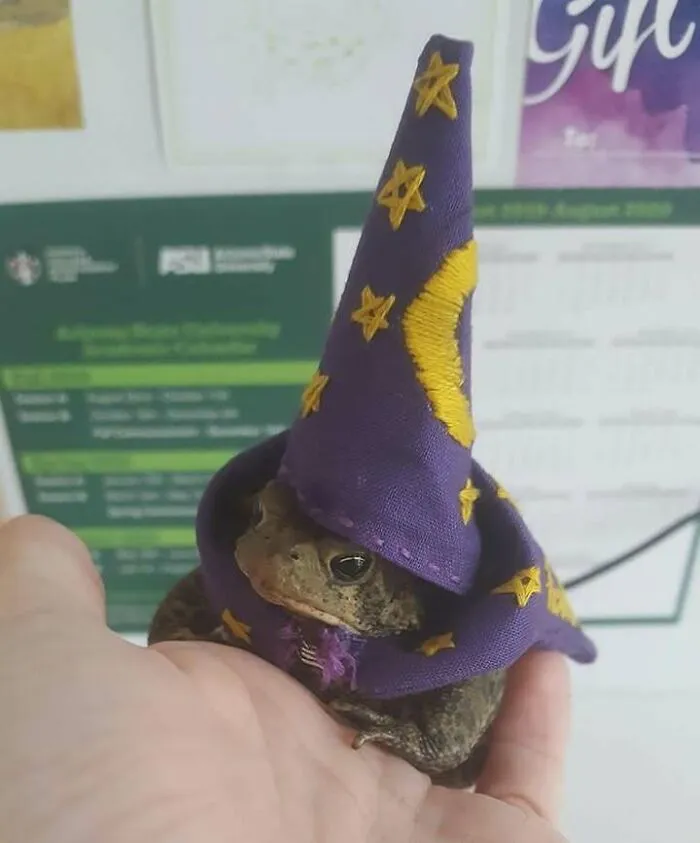 This Page Posts Pics Of Animals With Powerful Auras, And These 63 Are Hilarious (New Pics)