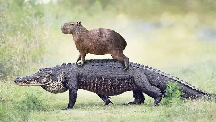 This Page Posts Pics Of Animals With Powerful Auras, And These 63 Are Hilarious (New Pics)