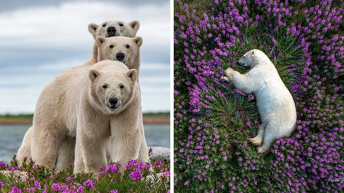 25 Breathtaking Wildlife Moments Captured By This Photographer