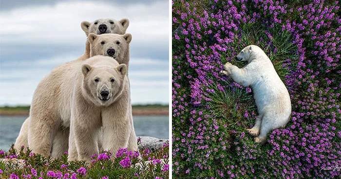 25 Breathtaking Wildlife Moments Captured By This Photographer