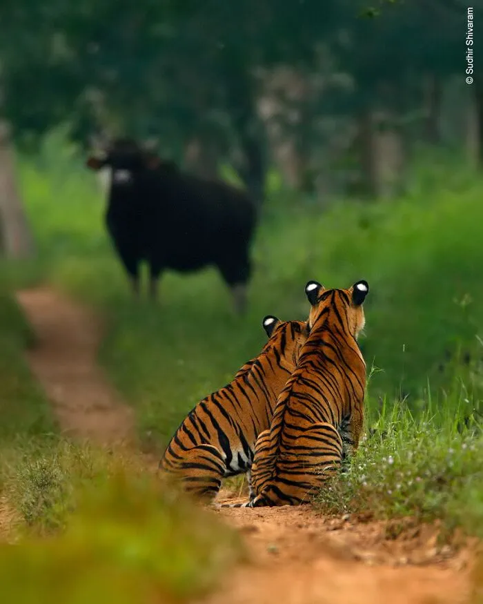 50 Jaw-Dropping Wildlife Photos From The People’s Choice Award