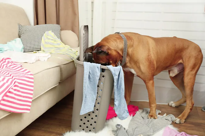 43 People Share Red Flags That They Always Look Out For In People's Homes