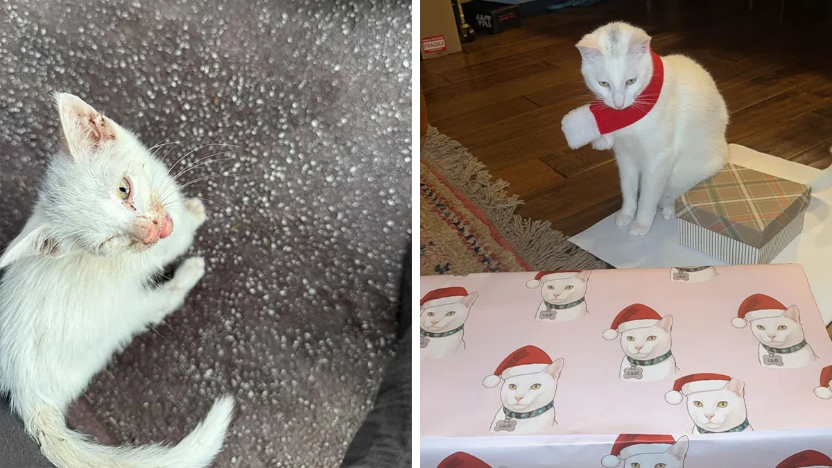 This Guy Thought He Was A “Dog Person” Until Rescue Kitten Lilo Changed His Mind