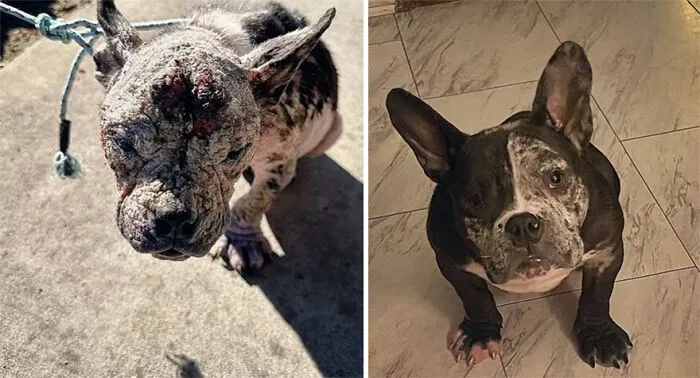 32 Fotos de perros adoptados antes y después de encontrar un hogar definitivo