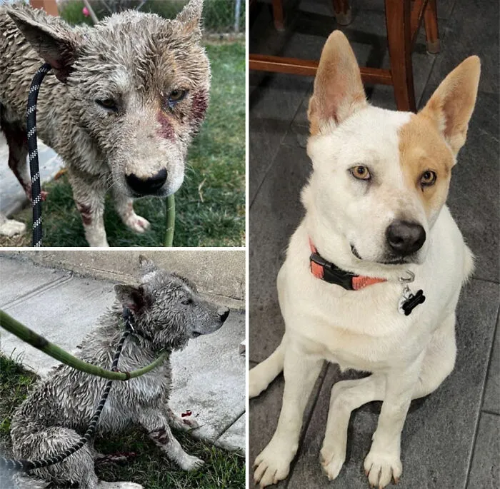 32 Fotos de perros adoptados antes y después de encontrar un hogar definitivo
