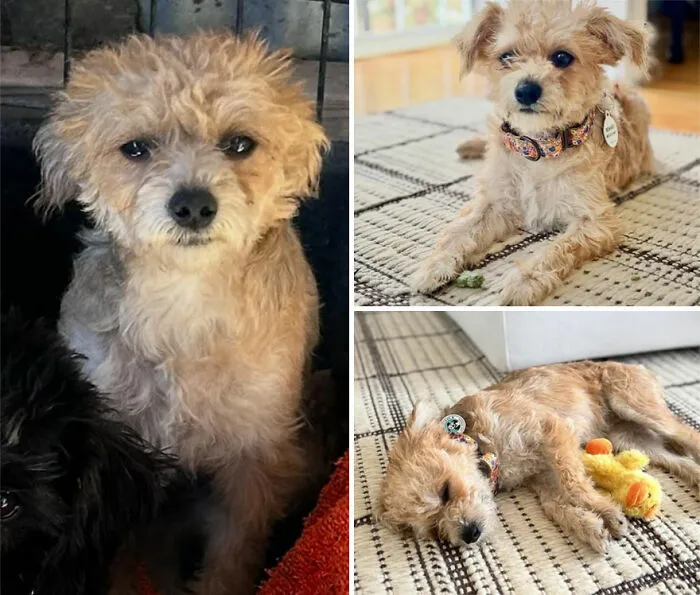 32 Fotos de perros adoptados antes y después de encontrar un hogar definitivo
