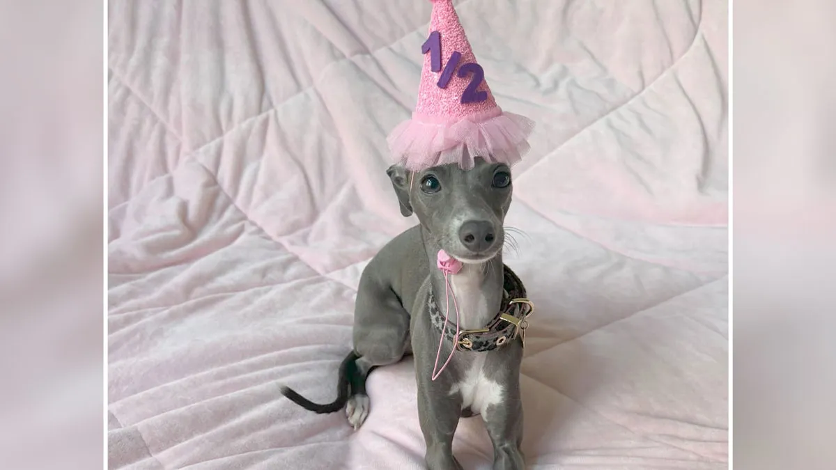48 Funny Photos That Prove Italian Greyhounds Are Just Fancy Noodles With Anxiety