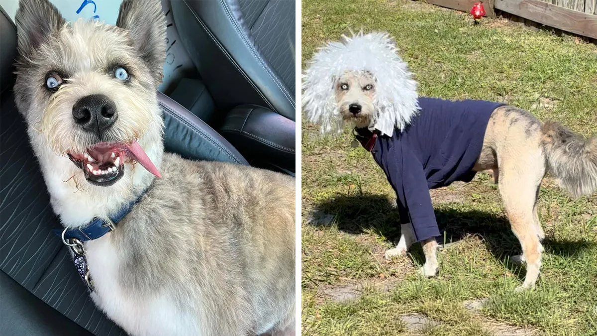 Special Needs Dog Einstein Was Given A Chance, And He’s Thriving Now