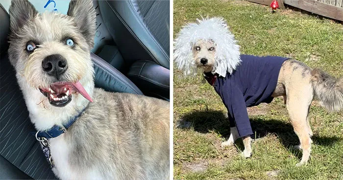 Special Needs Dog Einstein Was Given A Chance, And He’s Thriving Now