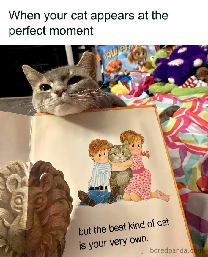 81 Times Cats Were So Ridiculous, Silly, Or Dramatic That They Had To Become Memes