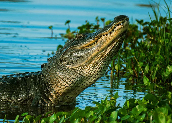 People Debunk 65 Survival Myths That Don’t Work In Real Life