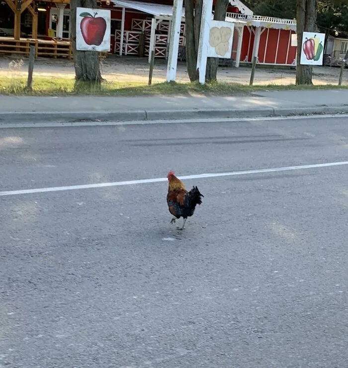 Quitman Won’t Let Chickens Cross The Road