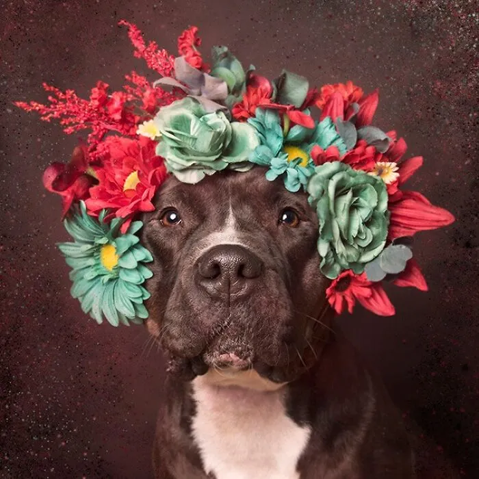 “He Isn’t A Pit Bull, He Is A Flower Dog!”: 26 New Photos Changing Perception One Person At A Time
