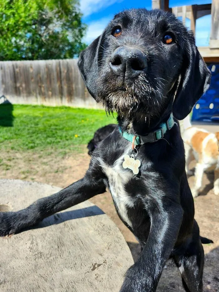 Dog Owners Are Sharing The Best Daycare Moments, And Here Are 51 That Stole The Show