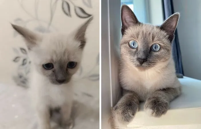 “Cat Grows”: 30 Adorable Side-By-Side Comparisons Of Cats Now And When They Were Little