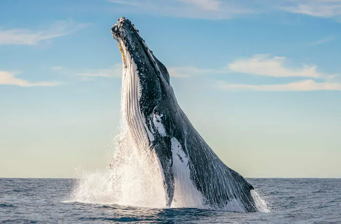 Finalist Wildlife Photographer Of The Year 2024 - Clayton Harris