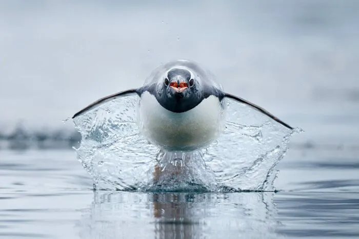 2nd Place Wildlife Photographer Of The Year 2023 - Craig Parry