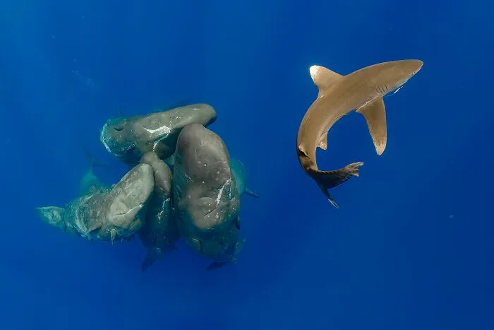 Behaviour, Runner Up: Together We Can! By Ventura Romero