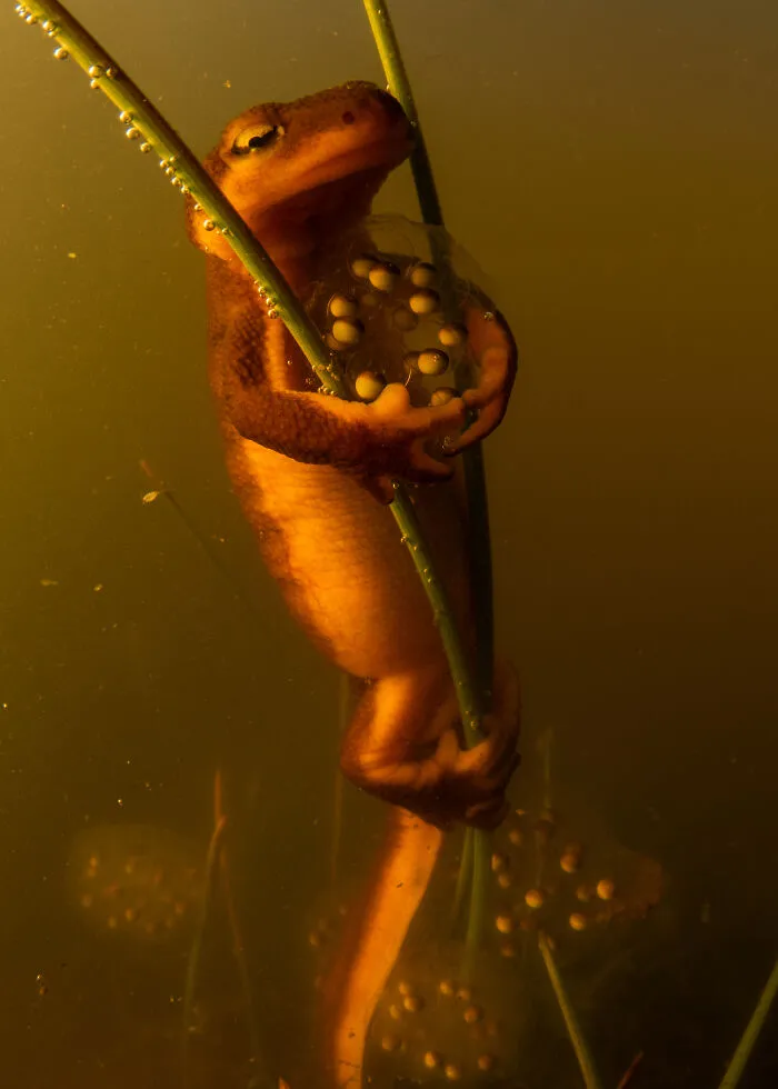 Behaviour, 3rd Place: Egg Clutcher By Anton Sorokin