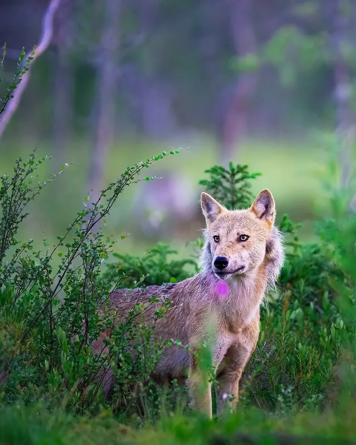 32 Powerful Animal Photos By Ze Da Quinta That Show Wildlife From Up Close