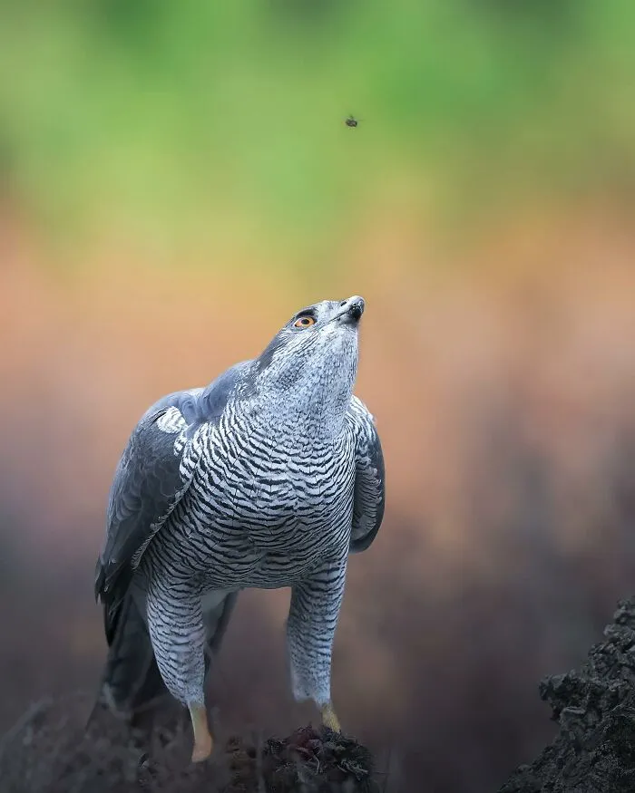 32 Powerful Animal Photos By Ze Da Quinta That Show Wildlife From Up Close