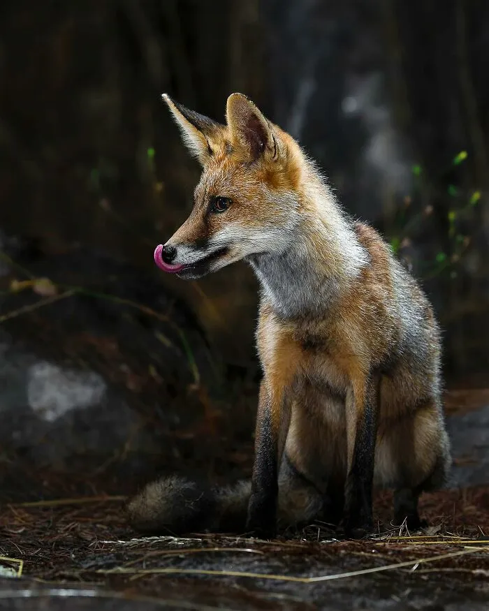 32 Powerful Animal Photos By Ze Da Quinta That Show Wildlife From Up Close