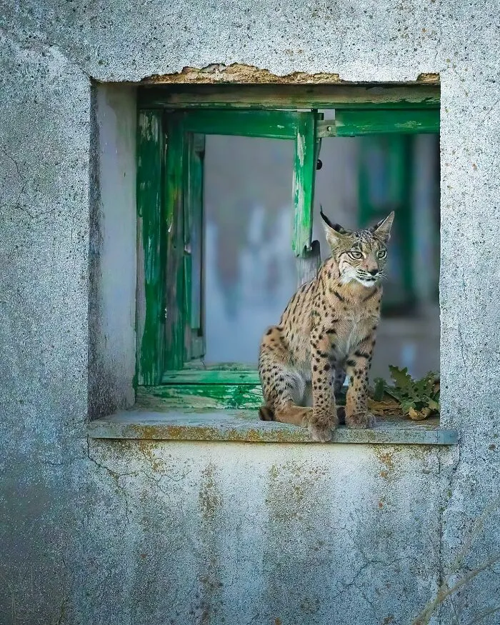 32 Powerful Animal Photos By Ze Da Quinta That Show Wildlife From Up Close
