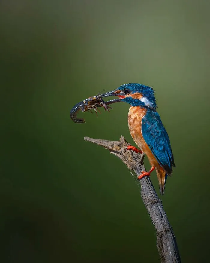 32 Powerful Animal Photos By Ze Da Quinta That Show Wildlife From Up Close