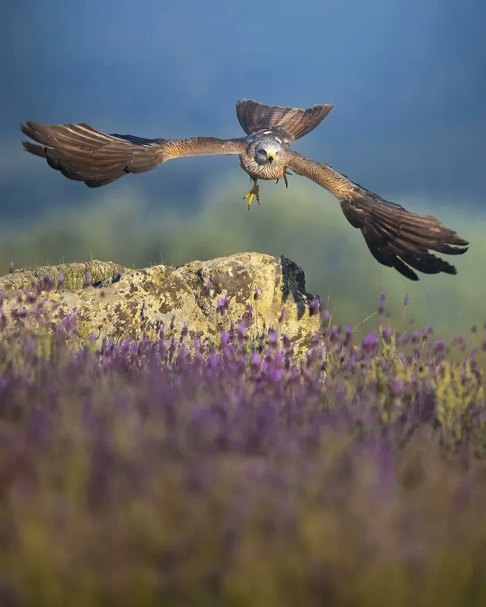 32 Powerful Animal Photos By Ze Da Quinta That Show Wildlife From Up Close