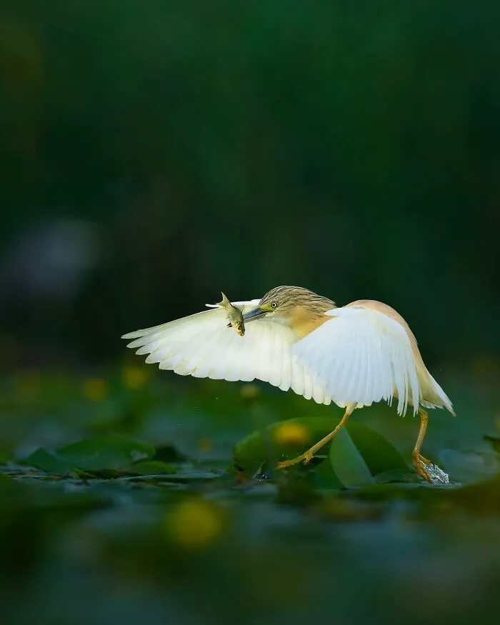 32 Powerful Animal Photos By Ze Da Quinta That Show Wildlife From Up Close