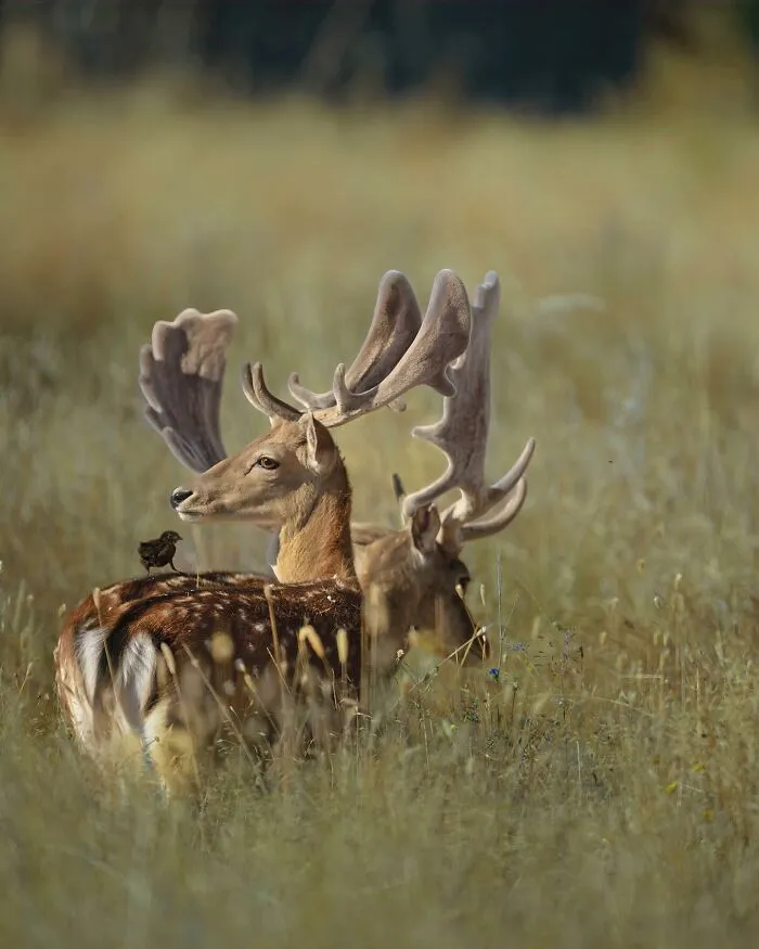 32 Powerful Animal Photos By Ze Da Quinta That Show Wildlife From Up Close