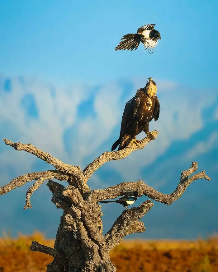 32 Powerful Animal Photos By Ze Da Quinta That Show Wildlife From Up Close