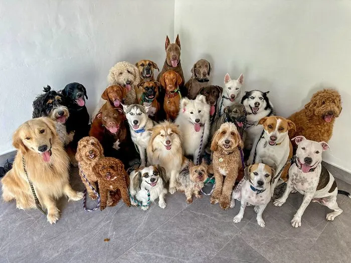 This Dog Daycare Has Mastered Getting Dozens Of Dogs To Pose Together, And Here Are 31 Of Their New Group Photos