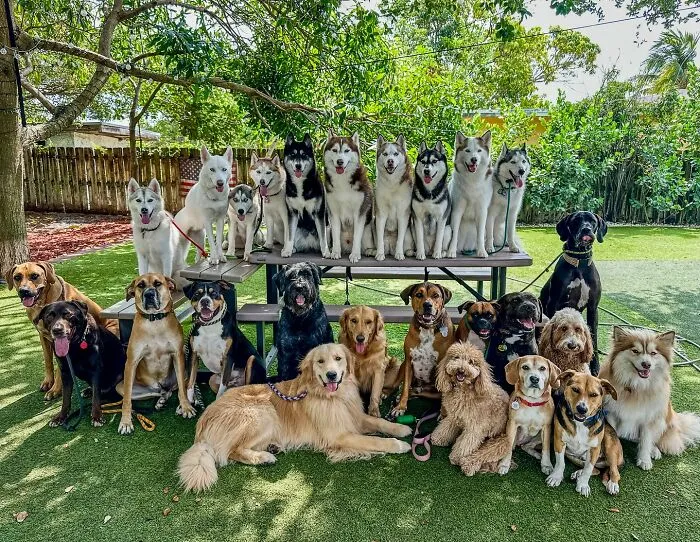 This Dog Daycare Has Mastered Getting Dozens Of Dogs To Pose Together, And Here Are 31 Of Their New Group Photos
