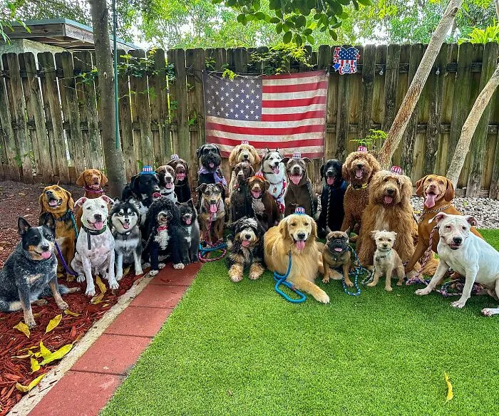 This Dog Daycare Has Mastered Getting Dozens Of Dogs To Pose Together, And Here Are 31 Of Their New Group Photos