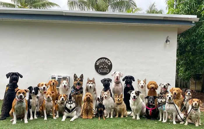 This Dog Daycare Has Mastered Getting Dozens Of Dogs To Pose Together, And Here Are 31 Of Their New Group Photos