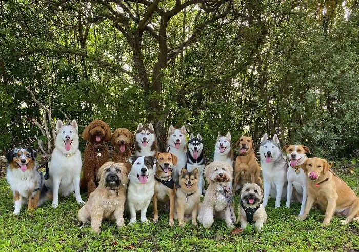 This Dog Daycare Has Mastered Getting Dozens Of Dogs To Pose Together, And Here Are 31 Of Their New Group Photos