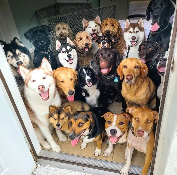 This Dog Daycare Has Mastered Getting Dozens Of Dogs To Pose Together, And Here Are 31 Of Their New Group Photos