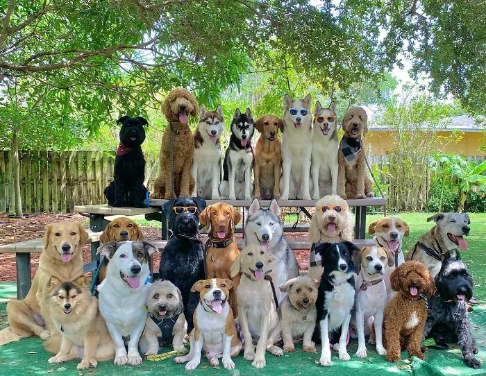 This Dog Daycare Has Mastered Getting Dozens Of Dogs To Pose Together, And Here Are 31 Of Their New Group Photos