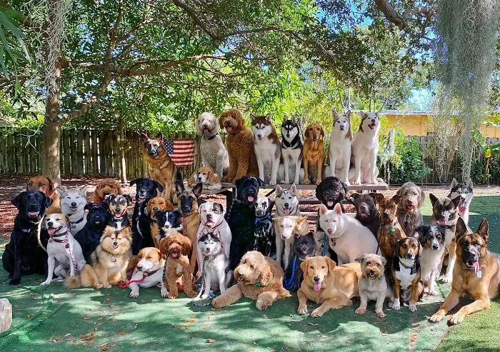 This Dog Daycare Has Mastered Getting Dozens Of Dogs To Pose Together, And Here Are 31 Of Their New Group Photos