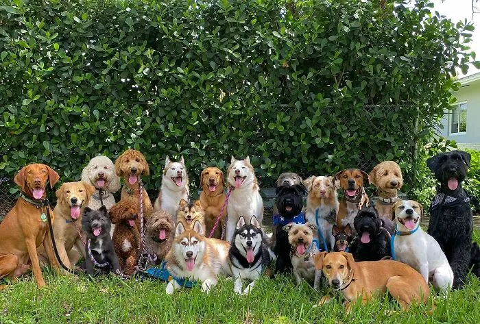 This Dog Daycare Has Mastered Getting Dozens Of Dogs To Pose Together, And Here Are 31 Of Their New Group Photos