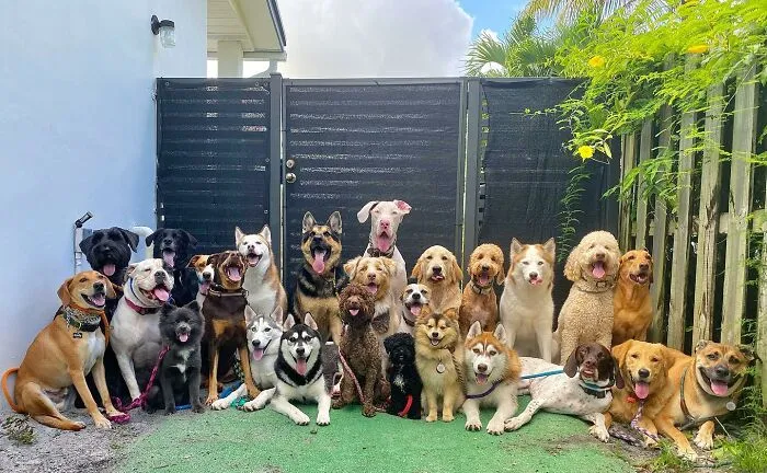 This Dog Daycare Has Mastered Getting Dozens Of Dogs To Pose Together, And Here Are 31 Of Their New Group Photos