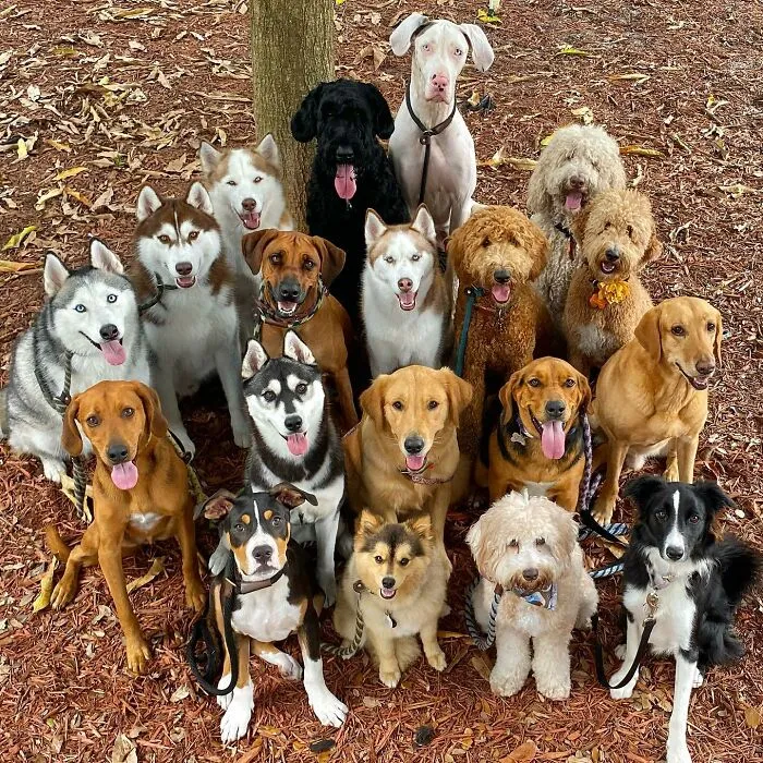 This Dog Daycare Has Mastered Getting Dozens Of Dogs To Pose Together, And Here Are 31 Of Their New Group Photos