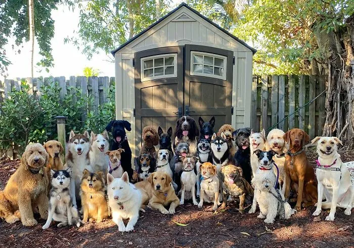 This Dog Daycare Has Mastered Getting Dozens Of Dogs To Pose Together, And Here Are 31 Of Their New Group Photos