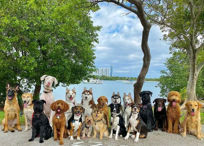 This Dog Daycare Has Mastered Getting Dozens Of Dogs To Pose Together, And Here Are 31 Of Their New Group Photos