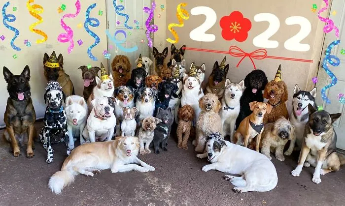 This Dog Daycare Has Mastered Getting Dozens Of Dogs To Pose Together, And Here Are 31 Of Their New Group Photos