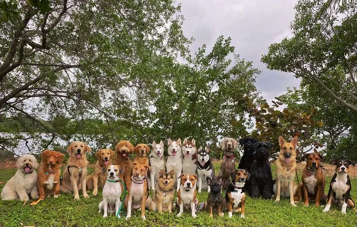 This Dog Daycare Has Mastered Getting Dozens Of Dogs To Pose Together, And Here Are 31 Of Their New Group Photos