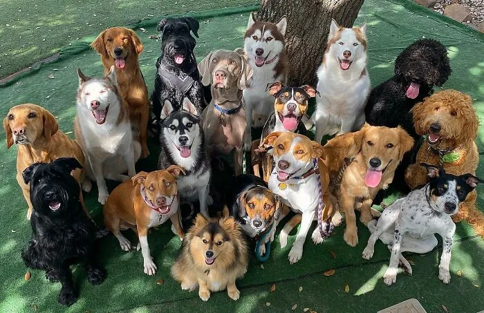 This Dog Daycare Has Mastered Getting Dozens Of Dogs To Pose Together, And Here Are 31 Of Their New Group Photos